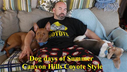 dog days of summer 